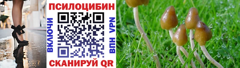 где продают наркотики  Мирный  Галлюциногенные грибы Cubensis 